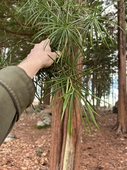 Sciadopitys verticillata