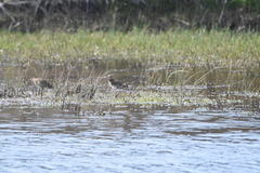 Gallinago magellanica
