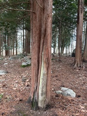 Sciadopitys verticillata