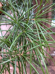 Sciadopitys verticillata