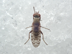 Pherbellia schoenherri