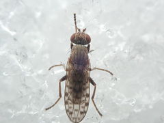 Pherbellia schoenherri