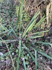 Yucca filamentosa