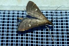 Dolicharthria punctalis