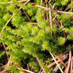 Racomitrium