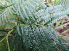 Acacia mearnsii