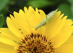 Oecanthus quadripunctatus