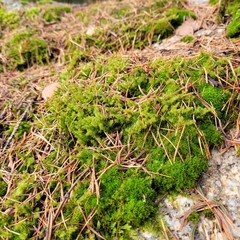 Racomitrium