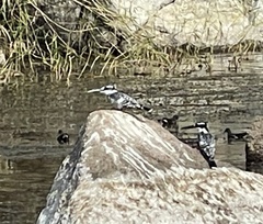 Ceryle rudis