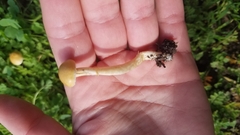 Candolleomyces candolleanus