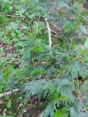 Acacia mearnsii