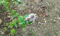 Mentha × rotundifolia