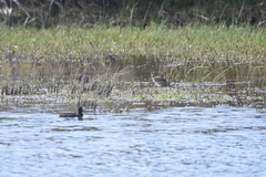 Gallinago magellanica