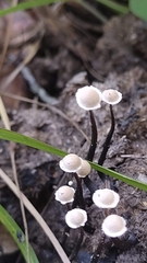 Poronia pileiformis