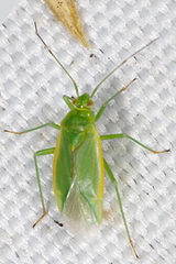 Lygocoris rugicollis