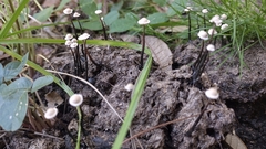 Poronia pileiformis