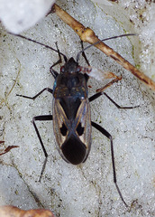 Rhyparochromus