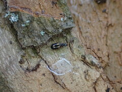 Dromius quadrimaculatus