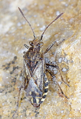 Stictopleurus crassicornis