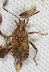 Stictopleurus crassicornis