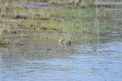 Gallinago magellanica