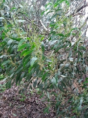 Acacia pycnantha