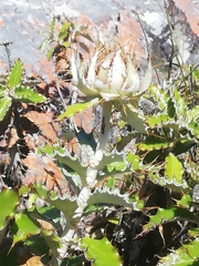 Berkheya barbata