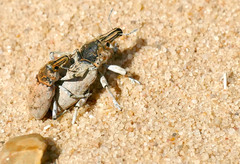 Ammocleonus hieroglyphicus