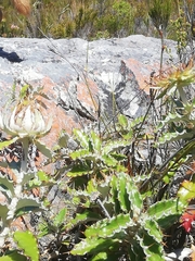 Berkheya barbata