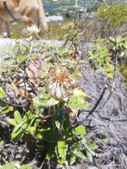 Berkheya barbata