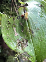 Pleurothallis cordata
