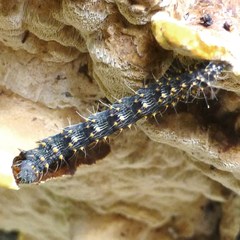 Metalectra tantillus