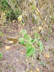 Abutilon trisulcatum
