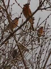 Haemorhous mexicanus