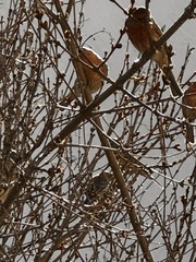 Haemorhous mexicanus