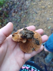 Lactarius rubidus