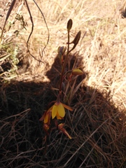 Eulophia hians inaequalis