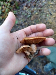 Lactarius rubidus