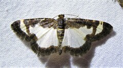 Heliomata cycladata