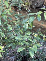 Elaeagnus pungens