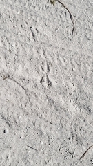 Geococcyx californianus