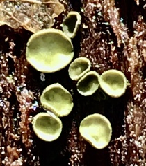 Chlorosplenium chlora