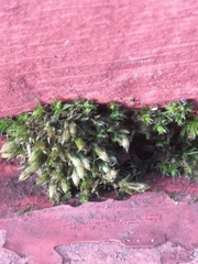 Orthotrichum diaphanum