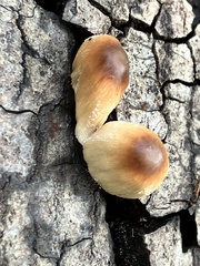 Coprinellus radians