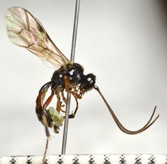 Polyblastus varitarsus