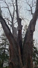 Acer saccharinum