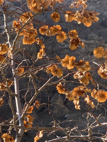 Jerusalem Thorn