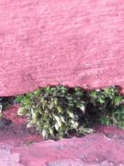 Orthotrichum diaphanum