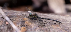 Eusynthemis brevistyla