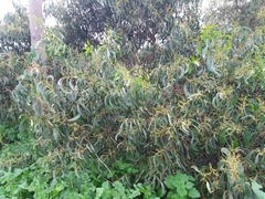 Acacia pycnantha